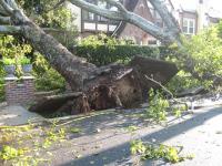 Jacksonville Area Tree Removal image 1
